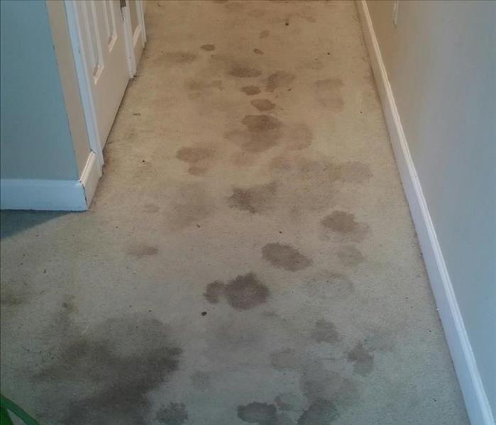 Hallway of light colored carpet with stains all on it